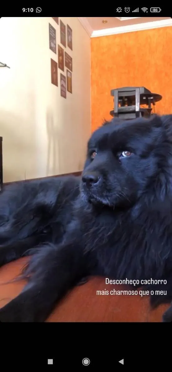 Cachorro ra a ChowChow idade 3 anos nome Jhon