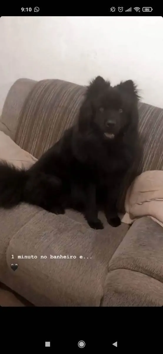 Cachorro ra a ChowChow idade 3 anos nome Jhon