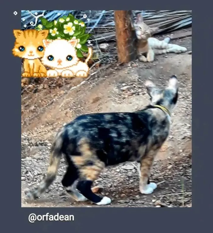 Gato raça SRD idade 1 ano nome Marisca