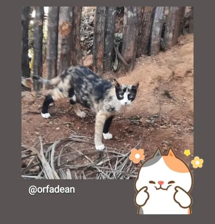 Gato raça SRD idade 1 ano nome Marisca