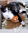 Marisca
