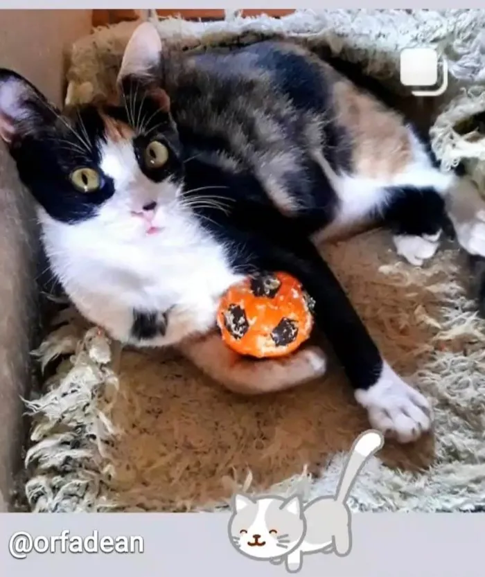 Gato raça SRD idade 1 ano nome Marisca