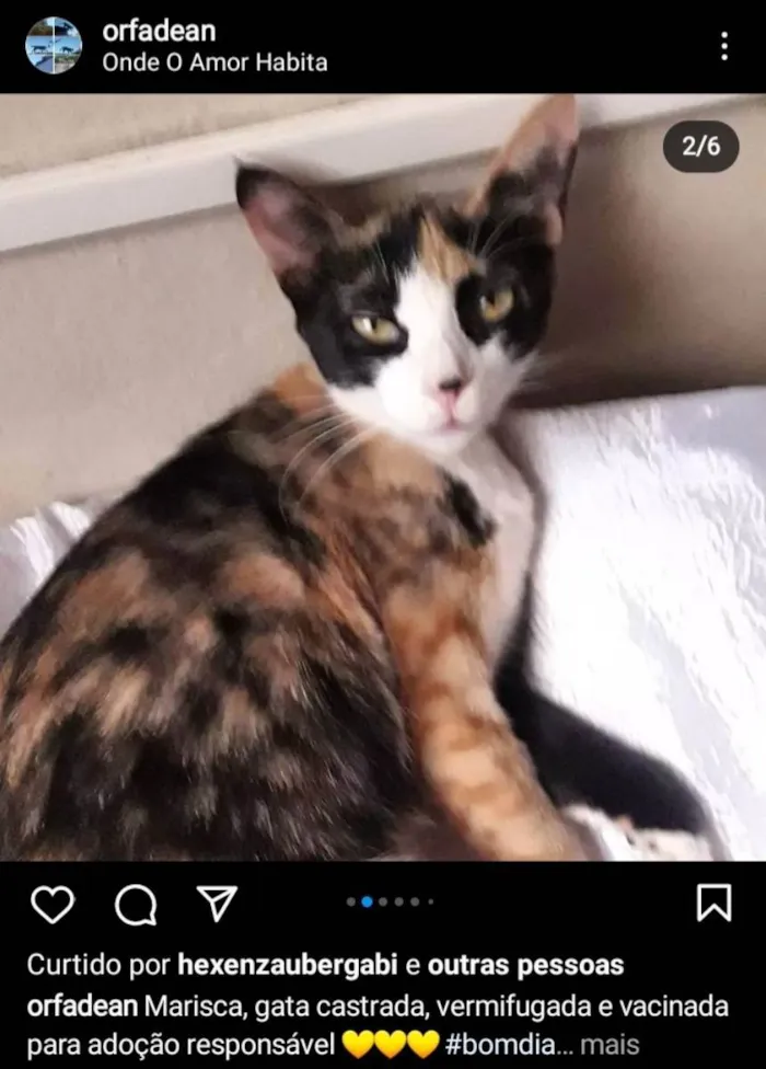Gato raça SRD idade 1 ano nome Marisca