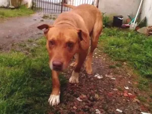 Cachorro raça Cruza de red noose e Dalmata idade 5 anos nome Thor