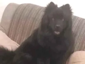 Cachorro raça ChowChow idade 3 anos nome Jhon