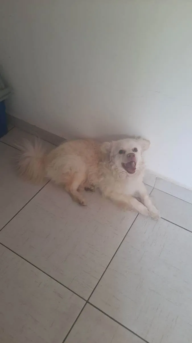 Cachorro ra a Vira lata idade 3 anos nome Simon