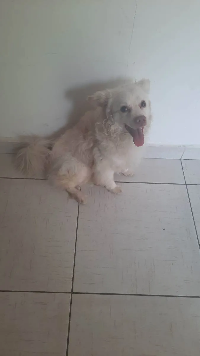 Cachorro ra a Vira lata idade 3 anos nome Simon