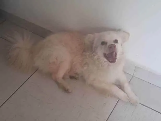 Cachorro ra a Vira lata idade 3 anos nome Simon