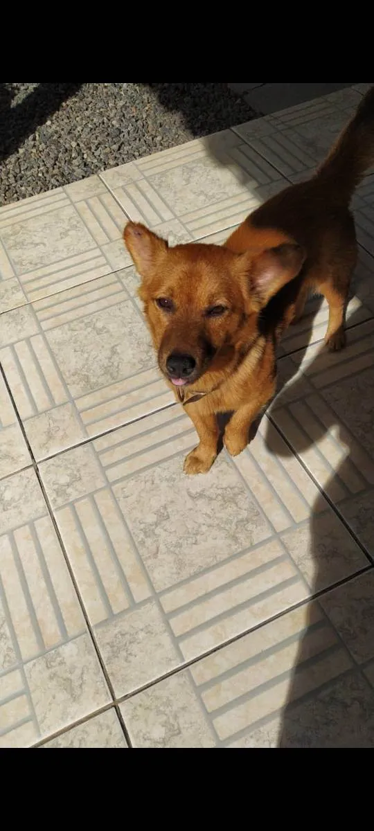 Cachorro ra a Sem raça definida idade 1 ano nome Jorge