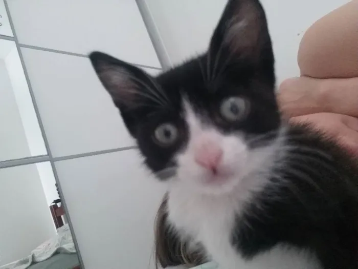 Gato ra a frajola idade Abaixo de 2 meses nome Frajolinha