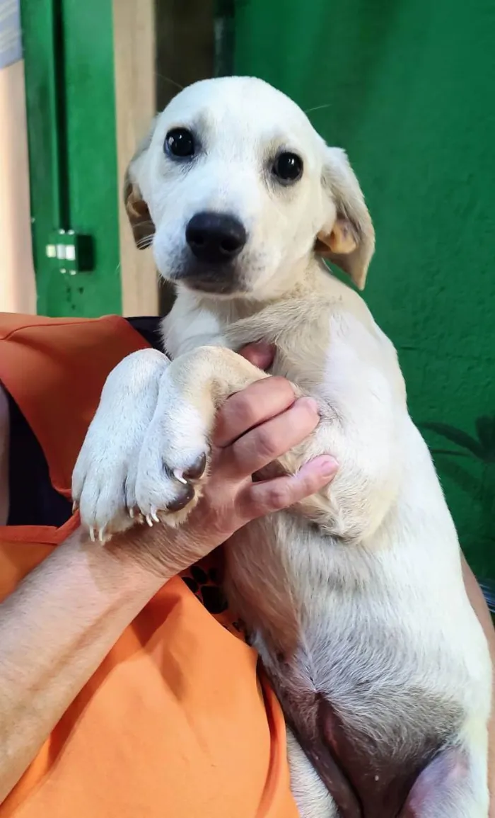 Cachorro ra a Labrador de lata idade 2 a 6 meses nome Ricota 