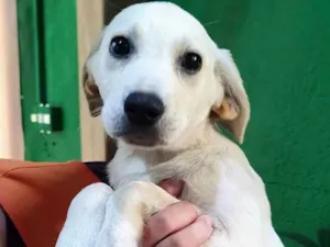 Cachorro raça Labrador de lata idade 2 a 6 meses nome Ricota 