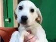 Cachorro ra a Labrador de lata idade 2 a 6 meses nome Ricota 