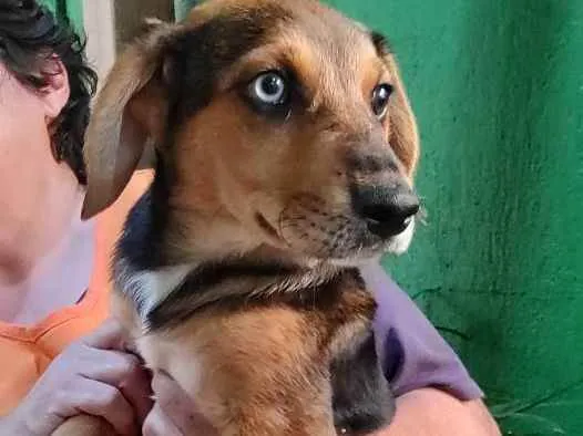 Cachorro ra a Srd idade 2 a 6 meses nome Gorgonzola
