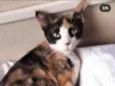 Marisca