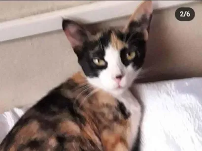 Gato raça SRD idade 1 ano nome Marisca