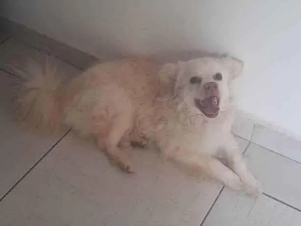 Cachorro ra a Vira lata idade 3 anos nome Simon