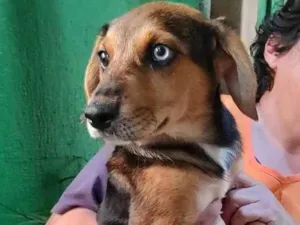 Cachorro raça Srd idade 2 a 6 meses nome Gorgonzola