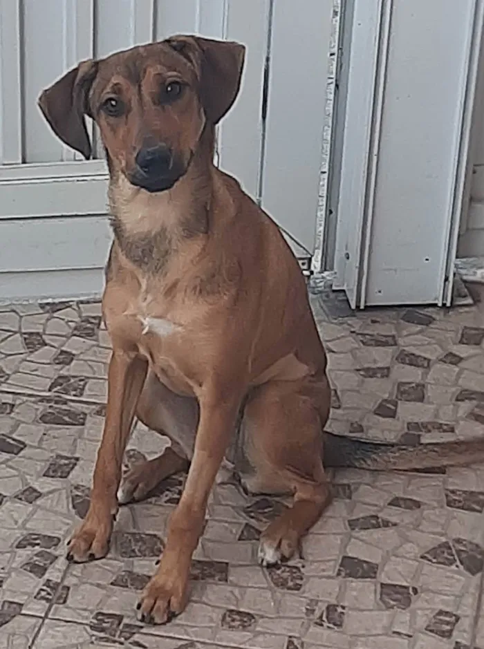 Cachorro ra a SRD caramelo idade 7 a 11 meses nome Canela