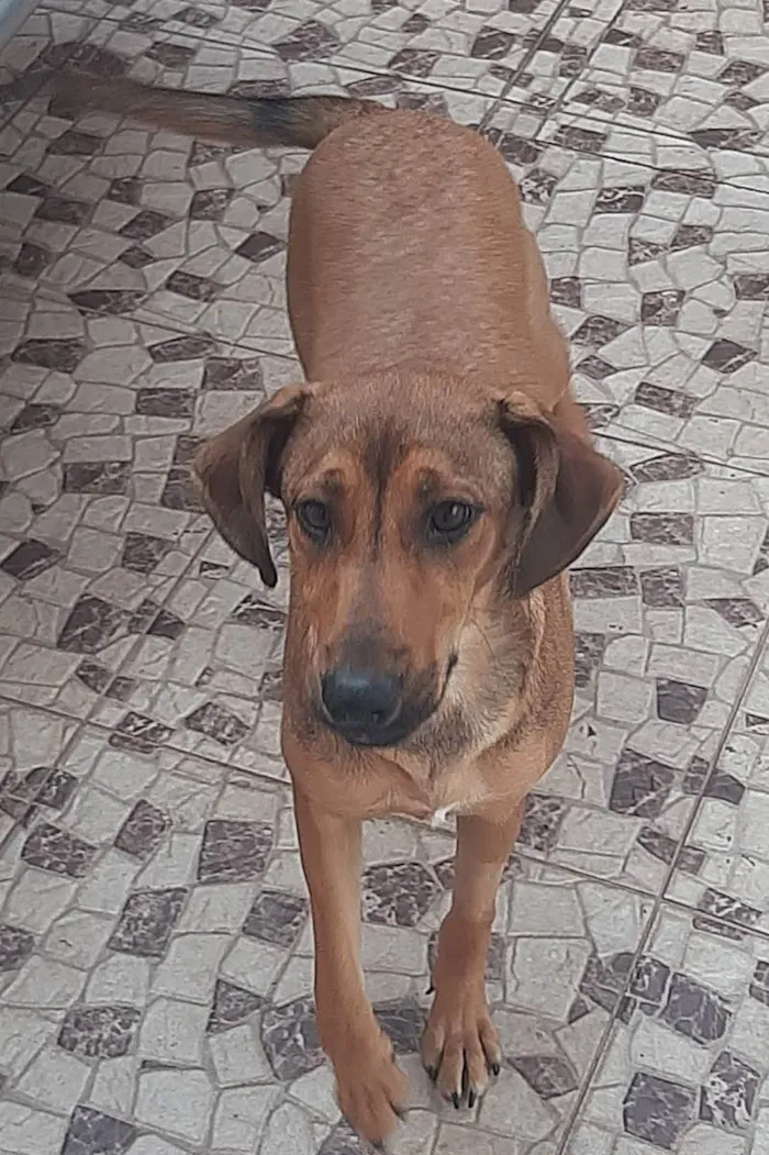 Cachorro ra a SRD caramelo idade 7 a 11 meses nome Canela