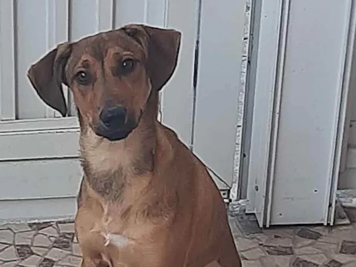 Cachorro ra a SRD caramelo idade 7 a 11 meses nome Canela