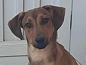 Cachorro raça SRD caramelo idade 7 a 11 meses nome Canela