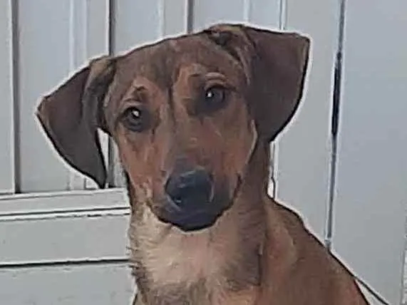 Cachorro ra a SRD caramelo idade 7 a 11 meses nome Canela