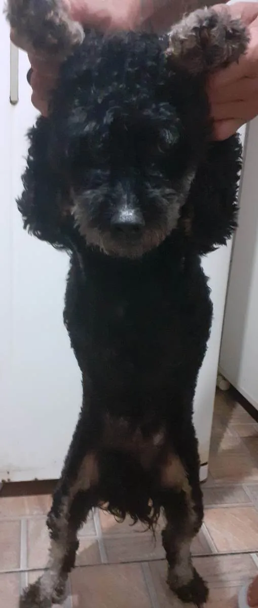 Cachorro ra a Puldo idade 5 anos nome Lia