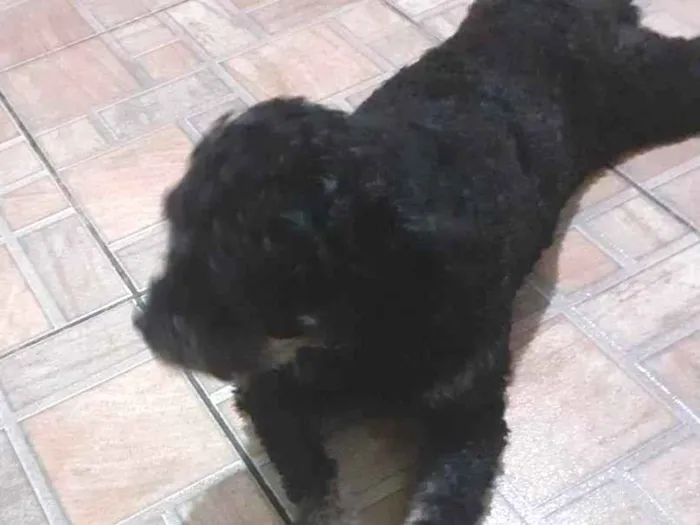 Cachorro ra a Puldo idade 5 anos nome Lia