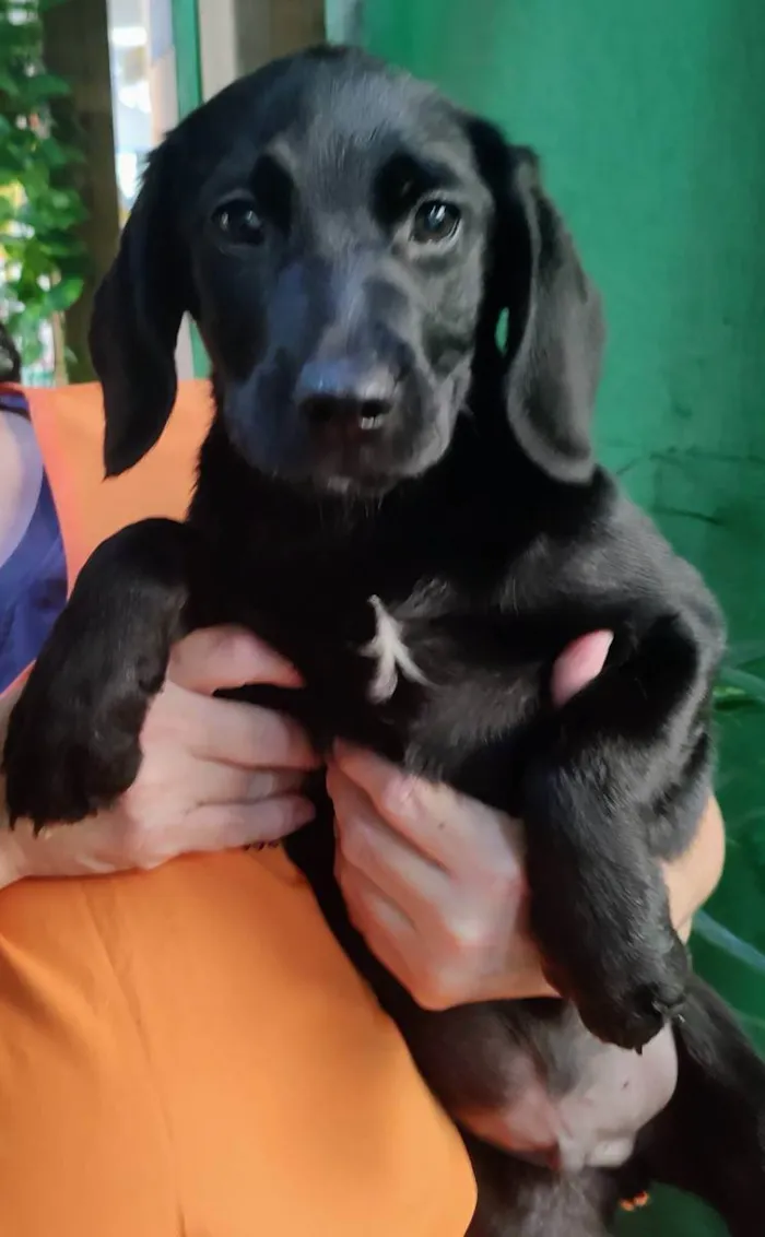 Cachorro ra a Labrador de lata idade 2 a 6 meses nome Provolone