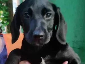 Cachorro raça Labrador de lata idade 2 a 6 meses nome Provolone