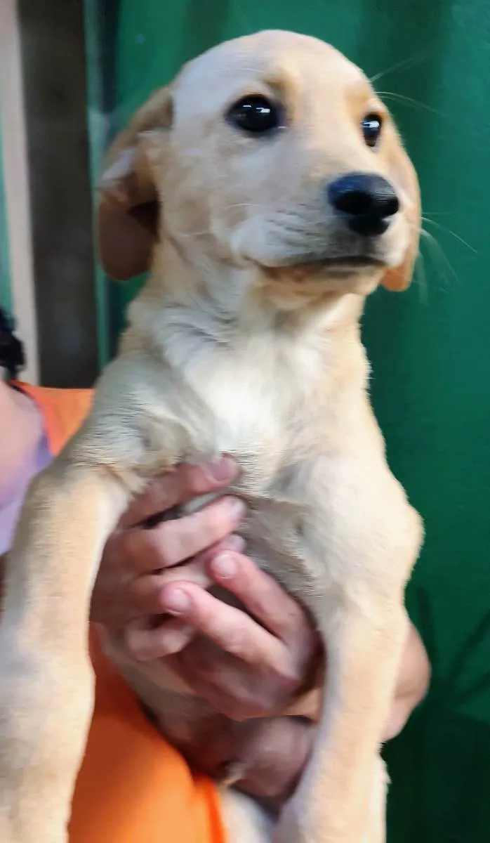 Cachorro ra a Labrador de lata idade 2 a 6 meses nome Catupiry