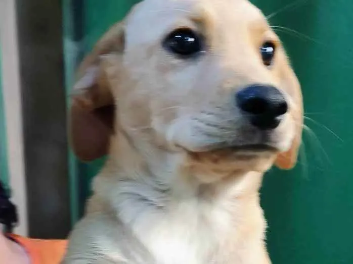 Cachorro ra a Labrador de lata idade 2 a 6 meses nome Catupiry
