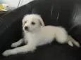Laylla