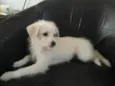 Laylla