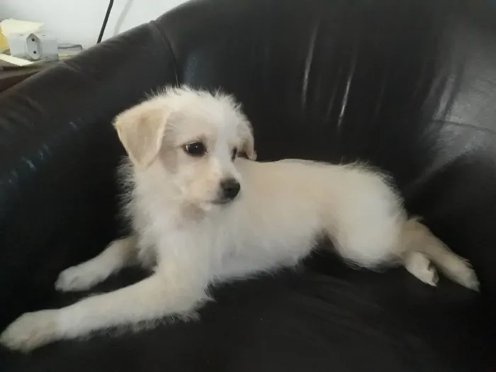 Cachorro ra a Srd idade 2 a 6 meses nome Laylla