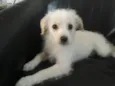 Laylla
