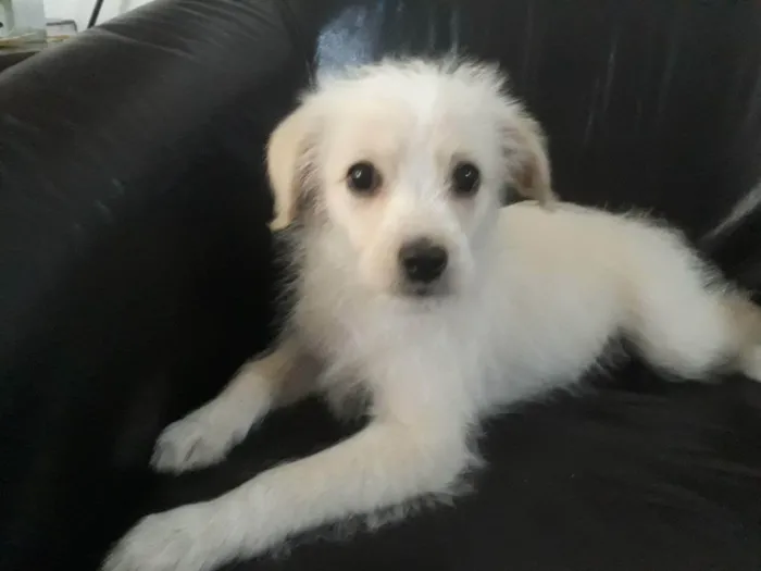 Cachorro ra a Srd idade 2 a 6 meses nome Laylla