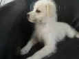 Laylla