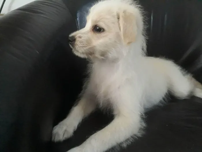 Cachorro ra a Srd idade 2 a 6 meses nome Laylla