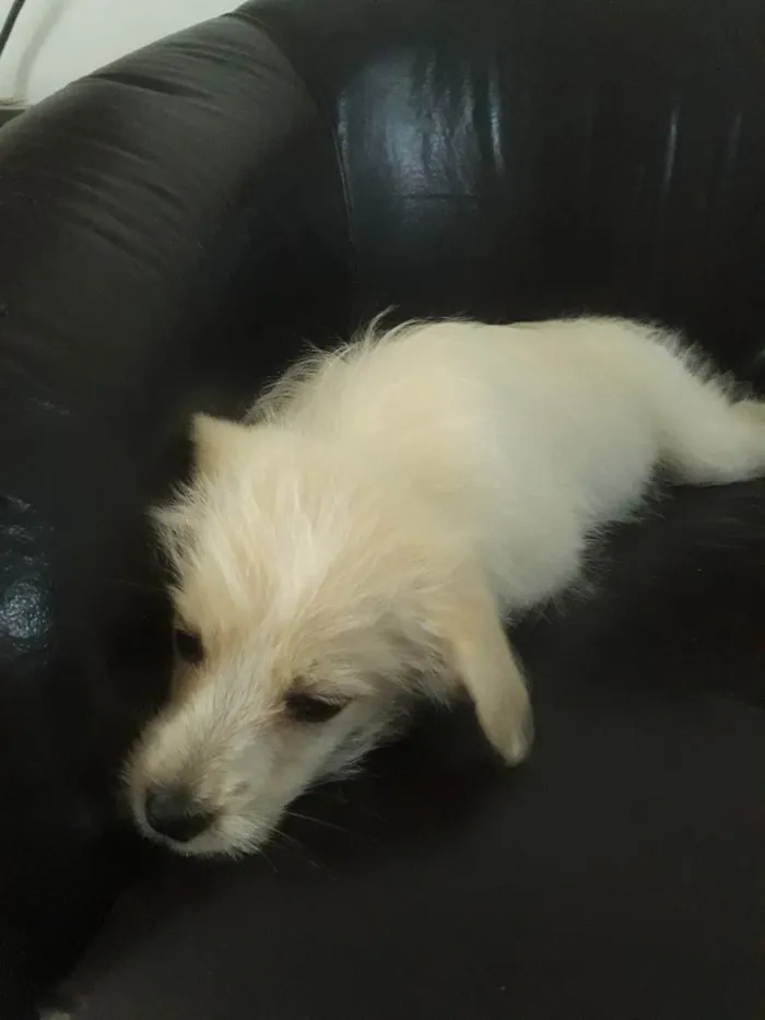 Cachorro ra a Srd idade 2 a 6 meses nome Laylla