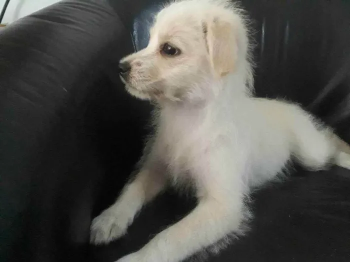 Cachorro ra a Srd idade 2 a 6 meses nome Laylla