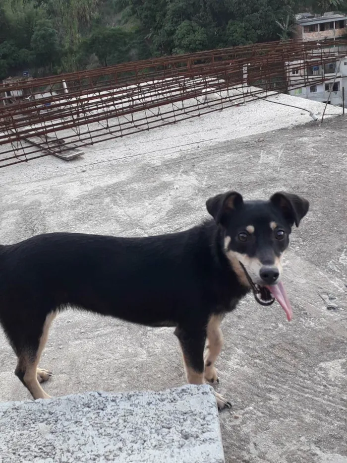 Cachorro raça Vira lata  idade 1 ano nome Luna