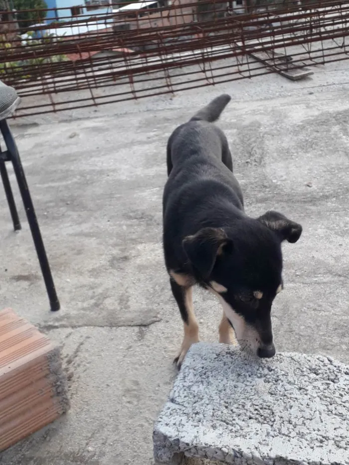 Cachorro raça Vira lata  idade 1 ano nome Luna