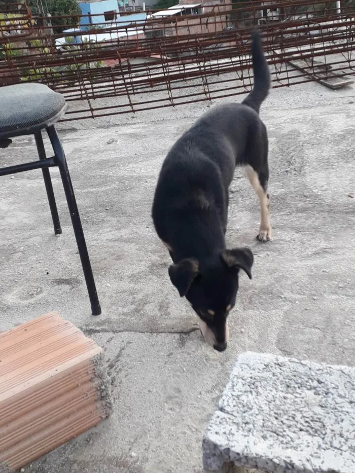 Cachorro raça Vira lata  idade 1 ano nome Luna