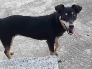 Cachorro raça Vira lata  idade 1 ano nome Luna