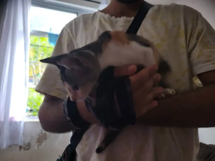 Gato raça Não definida idade Abaixo de 2 meses nome Não nomeada