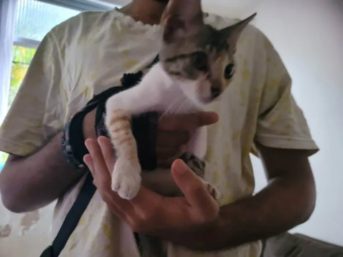 Gato raça Não definida idade Abaixo de 2 meses nome Não nomeada