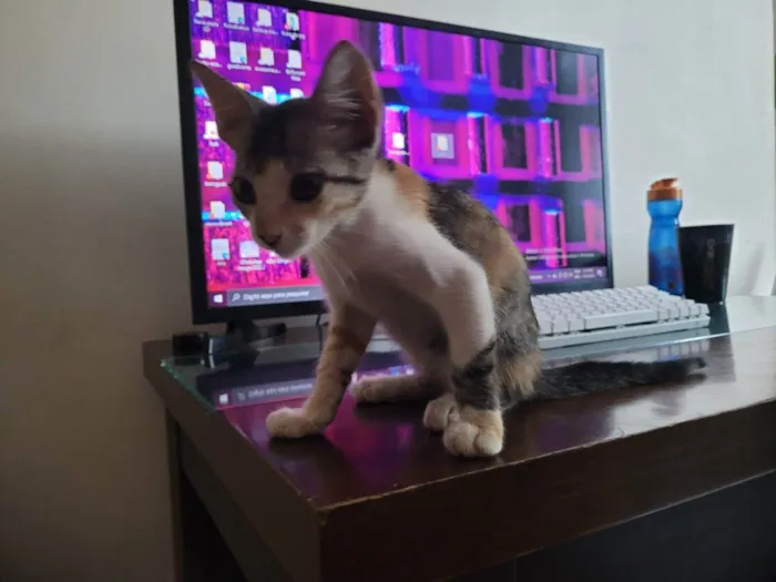 Gato raça Não definida idade Abaixo de 2 meses nome Não nomeada