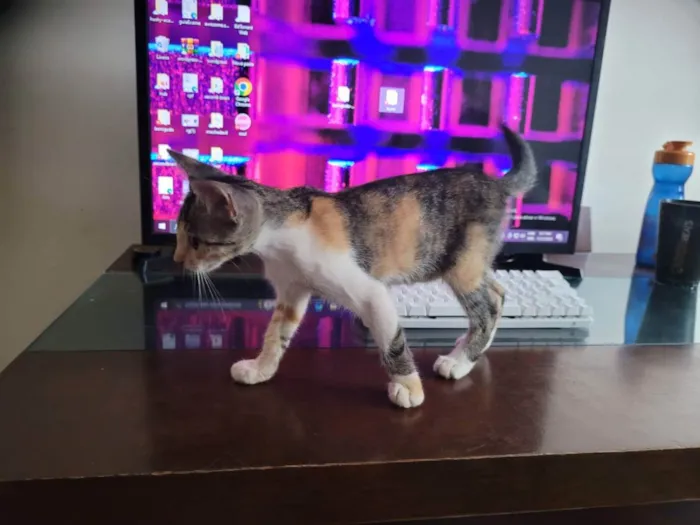 Gato raça Não definida idade Abaixo de 2 meses nome Não nomeada